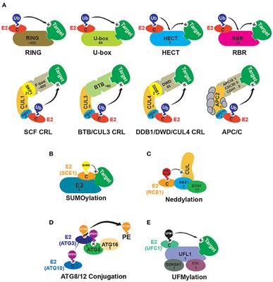 Editorial: Structure, Function, and Evolution of E3 Ligases and Targets